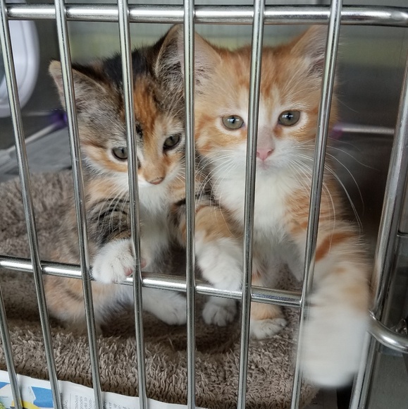 Meet your Posher, Rochelle (Roxy) - Picture 5 of 7